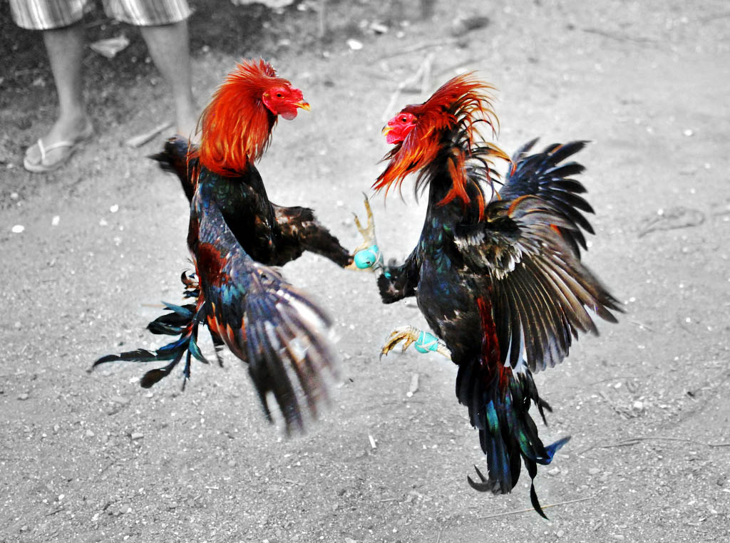 cockfighting
